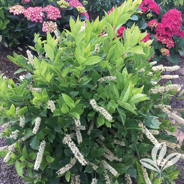 Itea virginica 'Merlot' SHORT N' SWEET(TM) SWEETSPIRE from Greenleaf