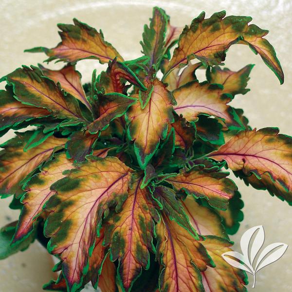Coleus Coleus 'Beauty of Lyon' Beauty of Lyon Coleus from Greenleaf Nursery