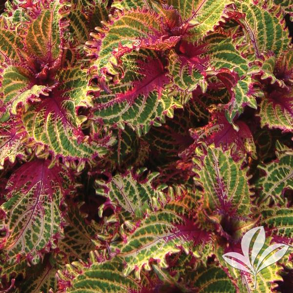 Coleus Coleus 'Pink Ruffles' Pink Ruffles Coleus from Greenleaf Nursery