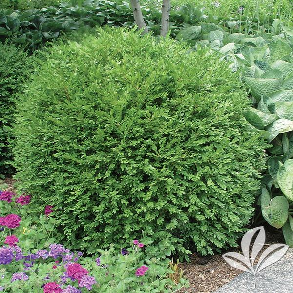 Buxus Buxus microphylla 'Winter Gem' Winter Gem Boxwood from Greenleaf