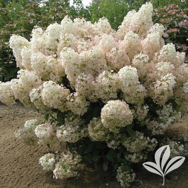 Hydrangea p. Hydrangea paniculata 'ILVOBO' Bobo® Hydrangea from