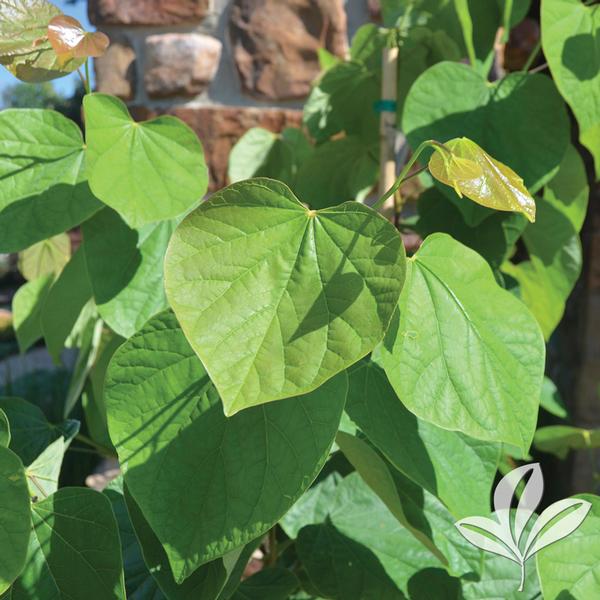 Cercis Cercis canadensis 'JN7' Summer's Tower™ Redbud from Greenleaf