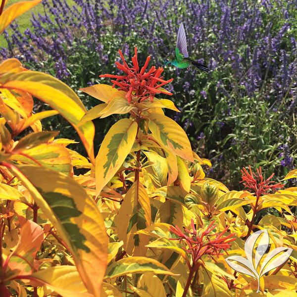 Hamelia patens 'Grelmsiz' LIME SIZZLER(TM) FIREBUSH PPAF from Greenleaf