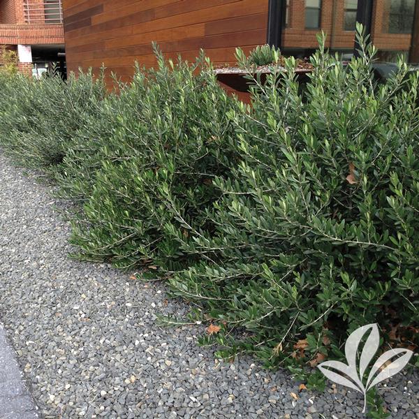 Olea Olea europea 'Montra' Dwarf Olive from Greenleaf Nursery