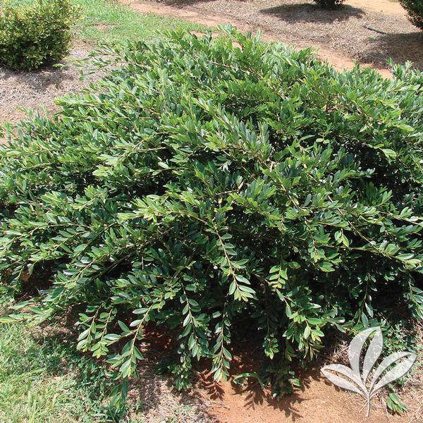 Distylium Distylium x 'Vintage Jade' VINTAGE JADE DISTYLIUM PP23128