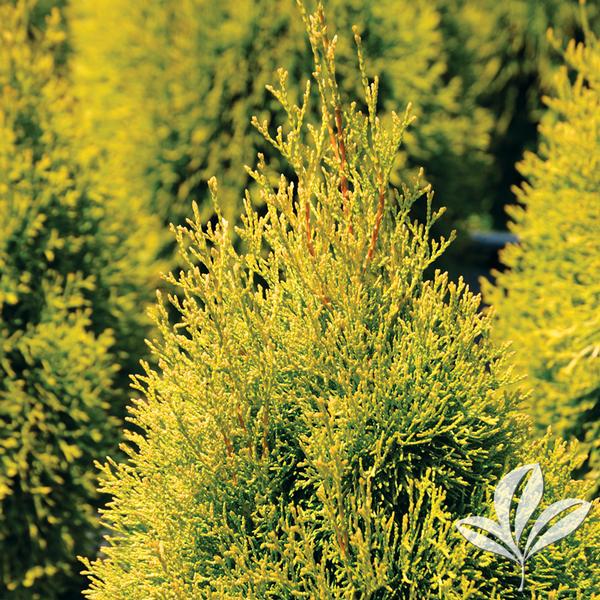 Thuja Thuja occidentalis 'Janed Gold' Highlights® Arborvitae from