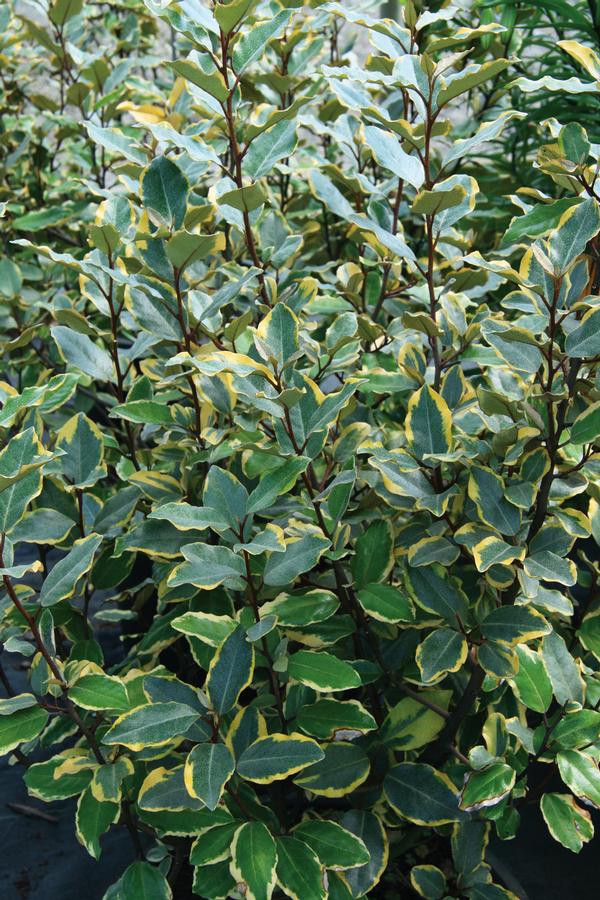 Elaeagnus Elaeagnus x ebbengii 'Viveleg' Olive Martini™ Elaeagnus from