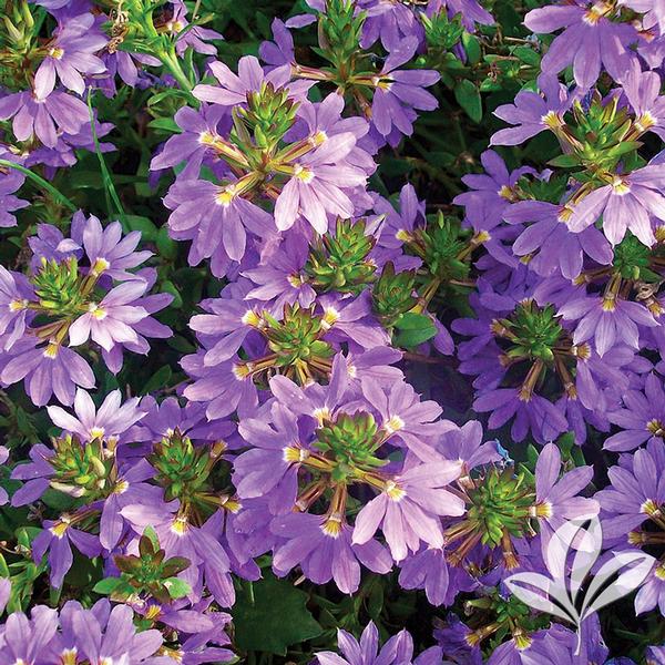 Scaevola Scaevola aemula 'Bombay Dark Blue' Bombay® Dark Blue Fan