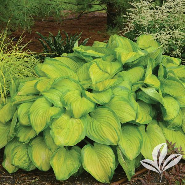 Hosta Hosta 'Stained Glass' Stained Glass Hosta from Greenleaf Nursery