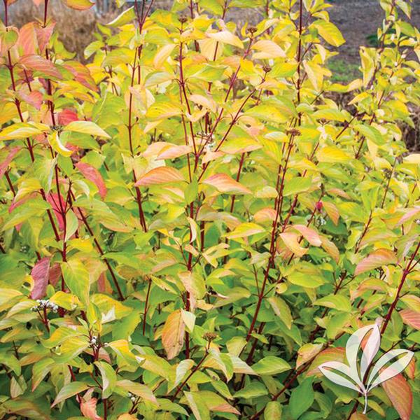 Cornus alba 'Prairie Fire' PRAIRIE FIRE DOGWOOD from Greenleaf Nursery