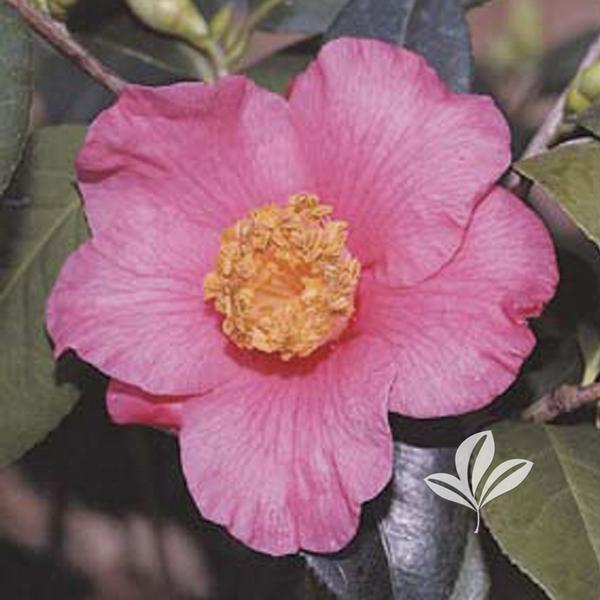 Camellia Camellia japonica ',Spring',s Promise', SPRING',S PROMISE CAMELLIA