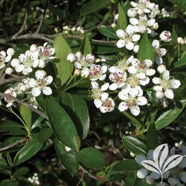 Aronia Aronia melanocarpa 'Viking' Viking Black Chokeberry from