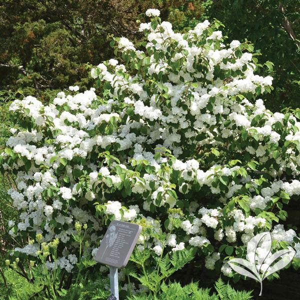 Viburnum Viburnum plicatum f. plicatum 'Popcorn' Popcorn Doublefile