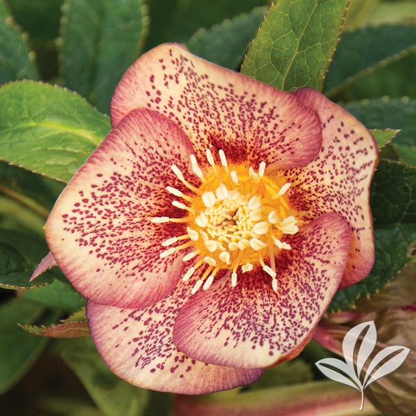 Helleborus Helleborus 'Apricot Blush' Winter Jewels® Apricot Blush