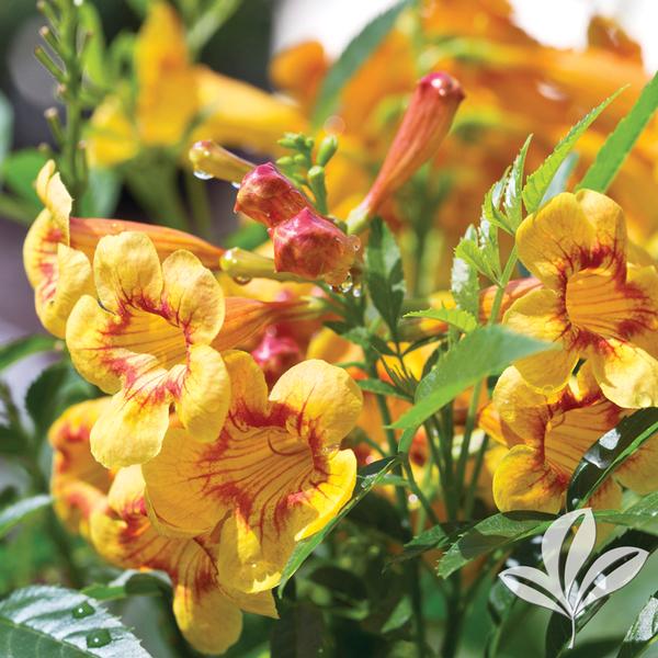 stans ',Sparklette', SPARKLETTE(TM) ESPERANZA PPAF from