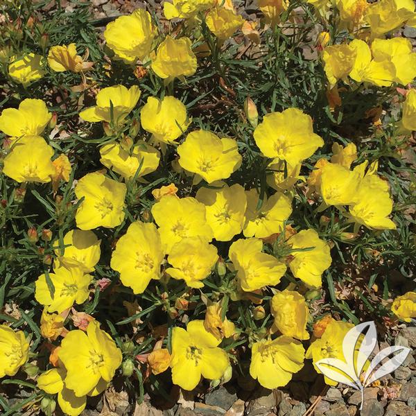 Calylophus Calylophus berlandieri Texas Primrose from Greenleaf Nursery