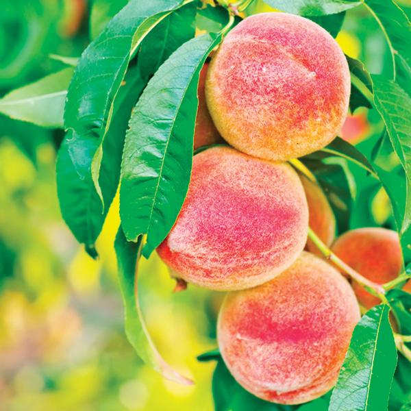 Prunus Prunus persica 'June Gold' JUNE GOLD PEACH from Greenleaf Nursery