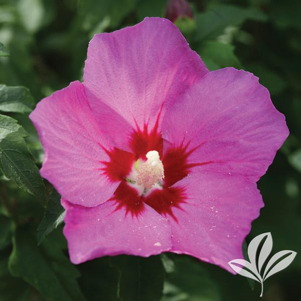 Hibiscus Hibiscus syriacus ',SHIMRV24', LIL', KIM(TM) VIOLET ALTHEA