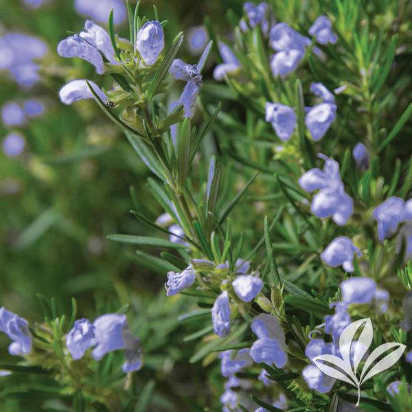 Rosmarinus Rosmarinus officinalis 'Roman Beauty' Chef's Choice