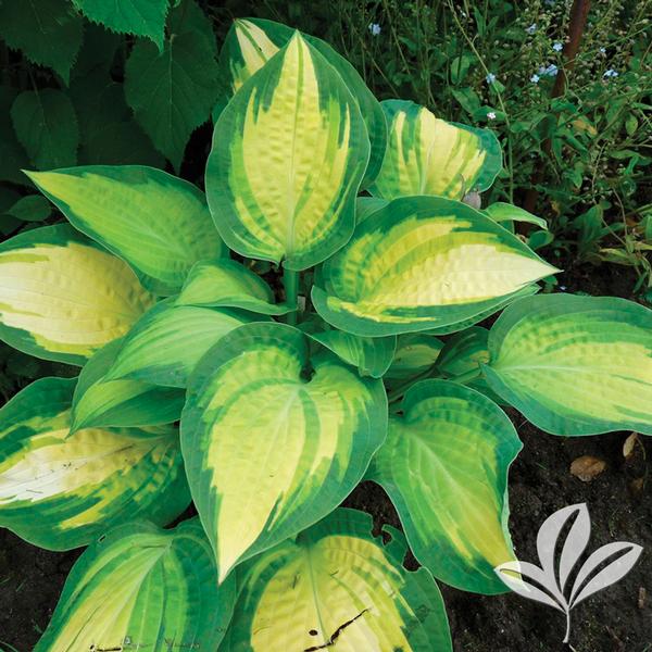 Hosta Hosta 'Orange Marmalade' Orange Marmalade Hosta from Greenleaf