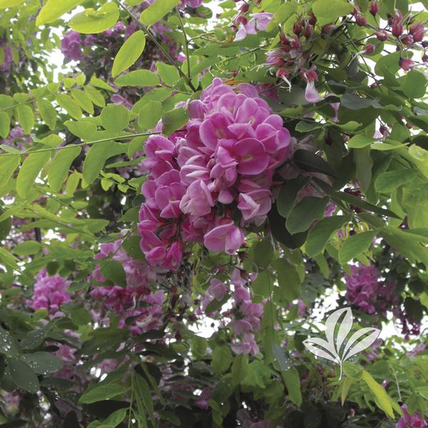 Robinia Robinia x 'Purple Robe' Purple Robe Black Locust from Greenleaf
