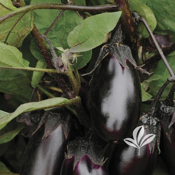 Solanum Solanum melongena 'Patio Baby' Patio Baby Eggplant from