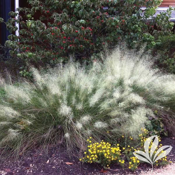 Muhlenbergia Muhlenbergia capillaris 'White Cloud' White Cloud Muhly