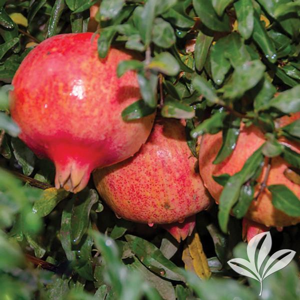 Punica Punica granatum 'Texas Pink' Texas Pink Pomegranate from