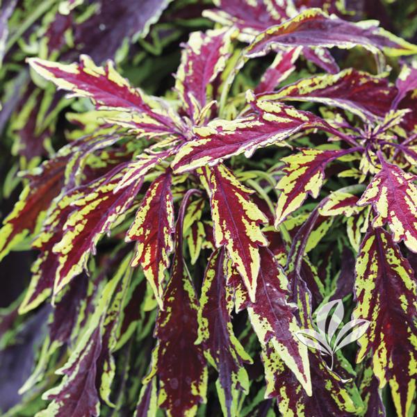 Coleus Coleus 'UF12823' Flamethrower™ Chipotle Coleus from Greenleaf
