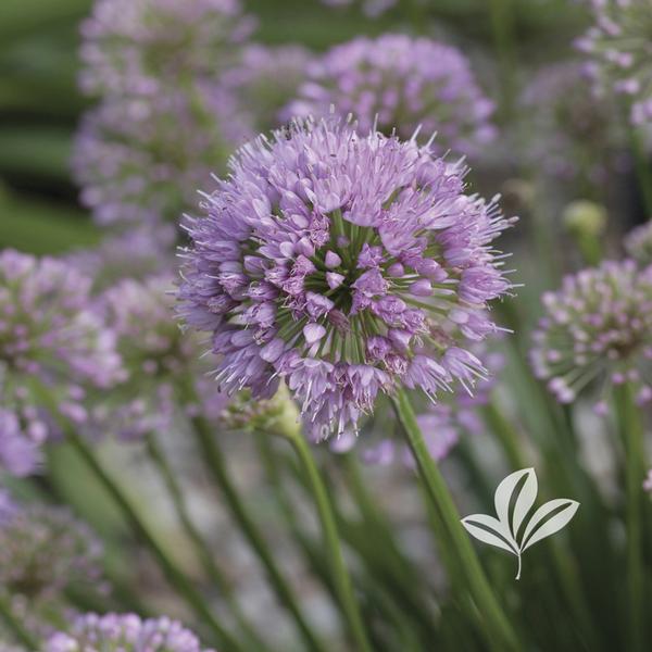 Allium Allium 'Millenium' Millenium Ornamental Onion from Greenleaf Nursery