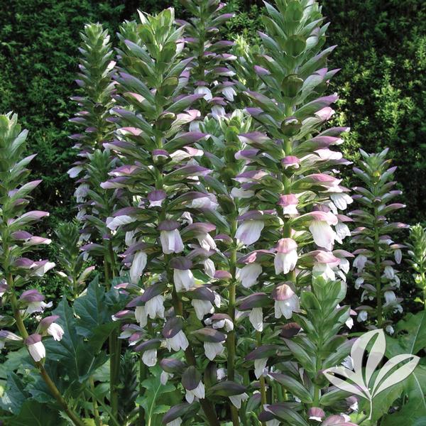 Acanthus 'Summer Beauty' SUMMER BEAUTY ACANTHUS from Greenleaf Nursery