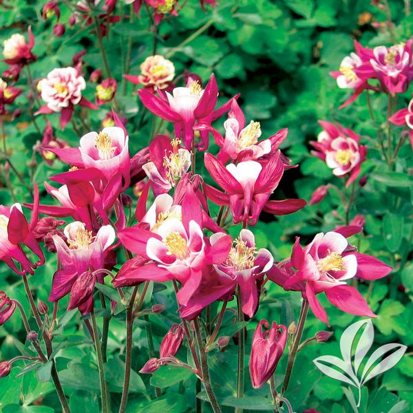Aquilegia Aquilegia 'Winky Red & White' WINKY RED & WHITE COLUMBINE from Greenleaf Nursery