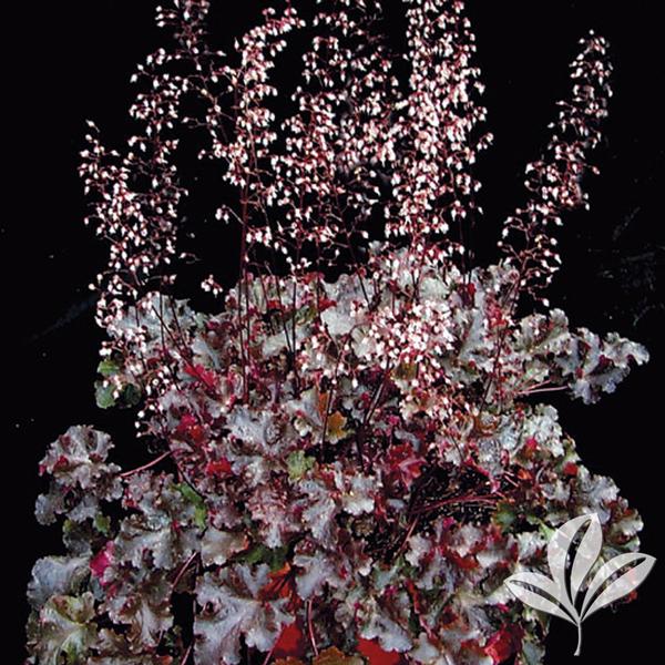 Heuchera Heuchera 'Black Beauty' Black Beauty Coral Bells from