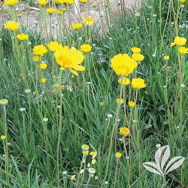 Hymenoxys Hymenoxys acaulis Angelita Four Nerve Daisy from Greenleaf