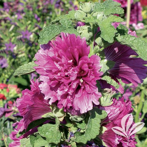 Alcea Alcea rosea 'Queeny Purple' Queeny Purple Hollyhock from