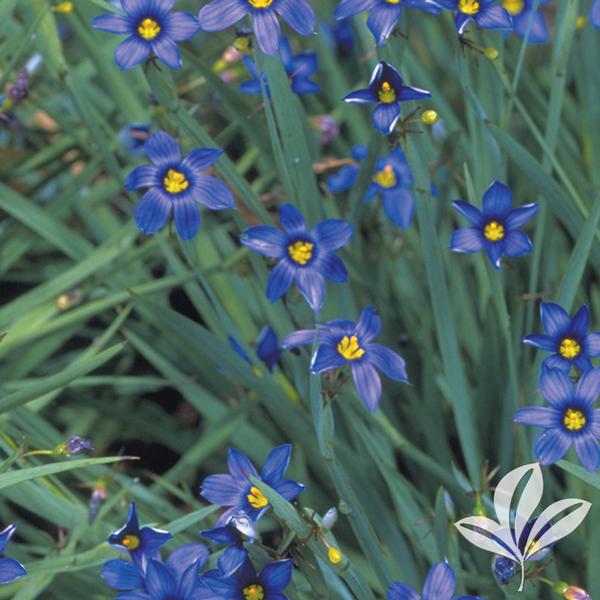 Sisyrinchium Sisyrinchium angustifolium 'Lucerne' Lucerne BlueEyed