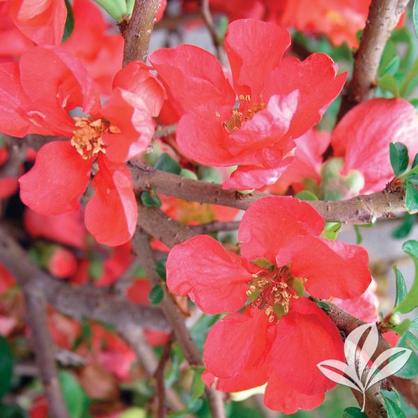 Chaenomeles Chaenomeles speciosa 'Texas Scarlet' Texas Scarlet Quince