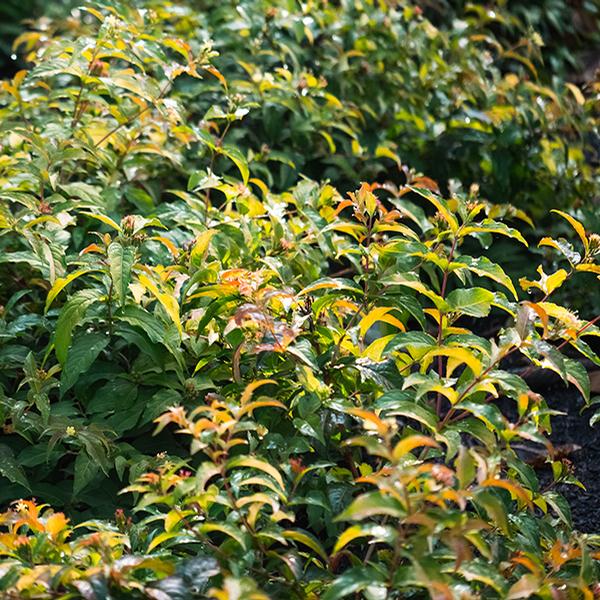 Diervilla Diervilla sessilifolia 'Bocofire' Firefly® Bush Honeysuckle