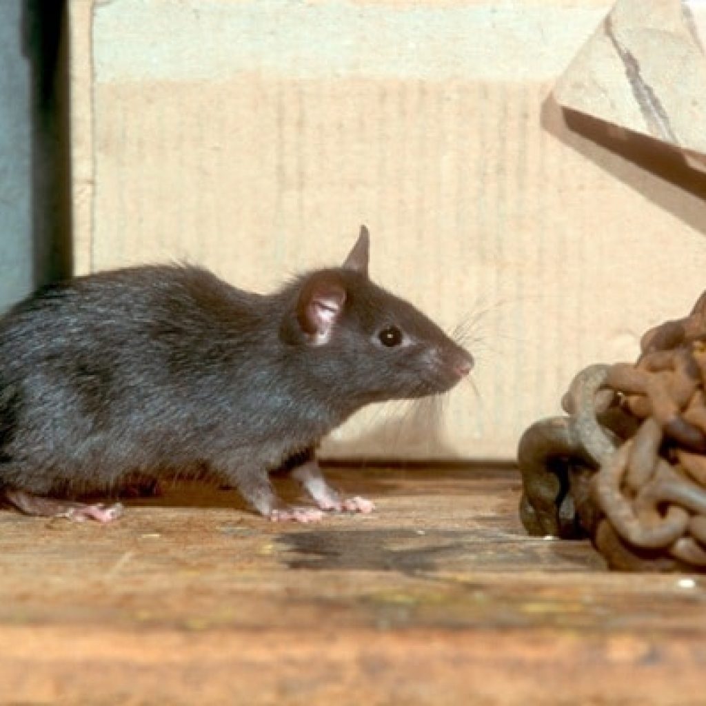 4 Pests Better Left to a Professional GreenLeaf Pest Control