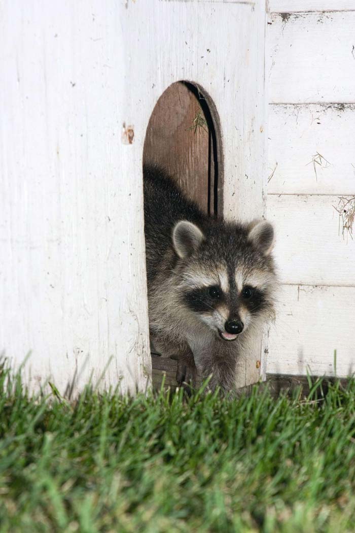 Raccoon GreenLeaf Pest Control