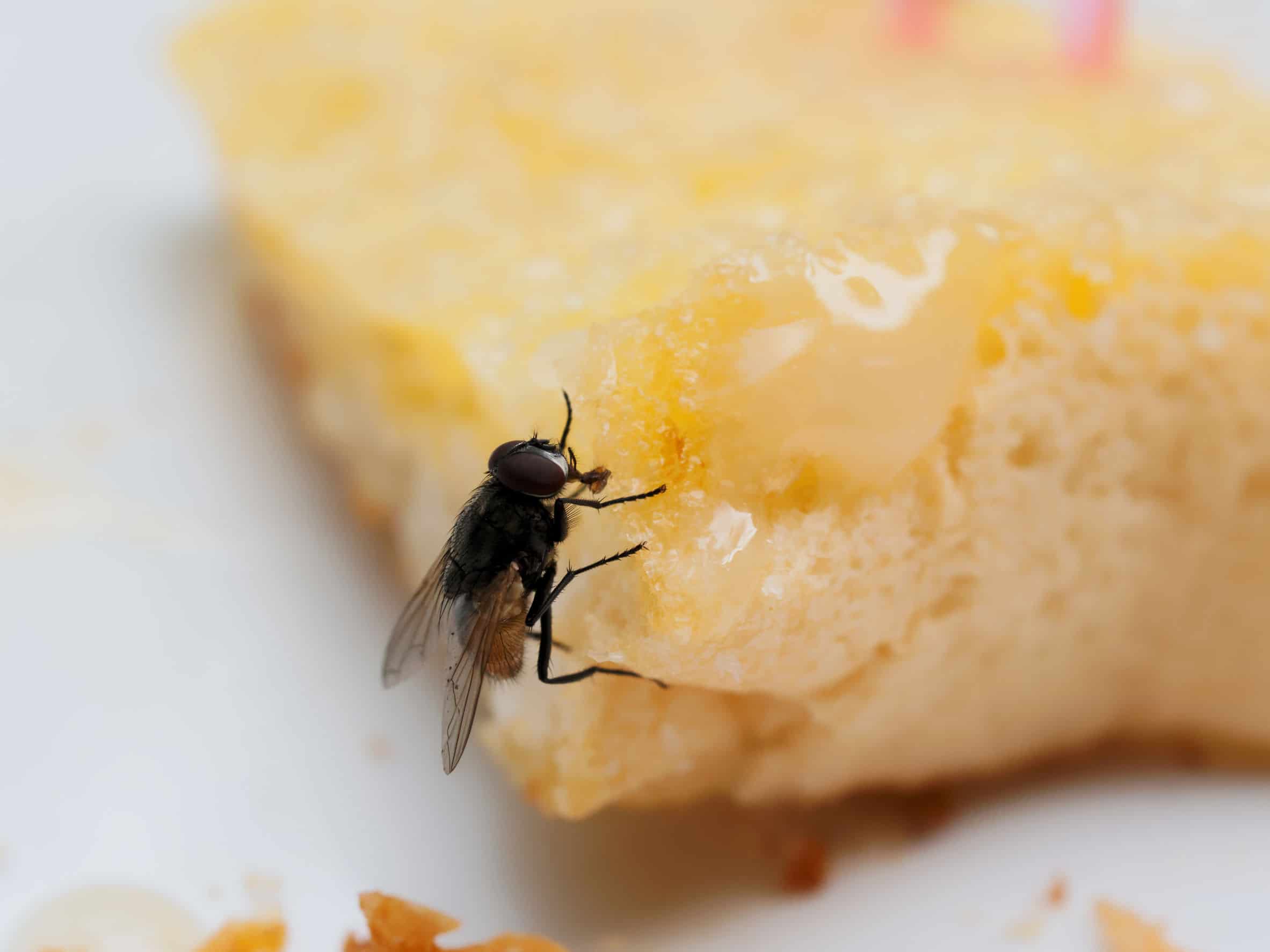 Toronto House Flies More Harmful to Humans Than You Think