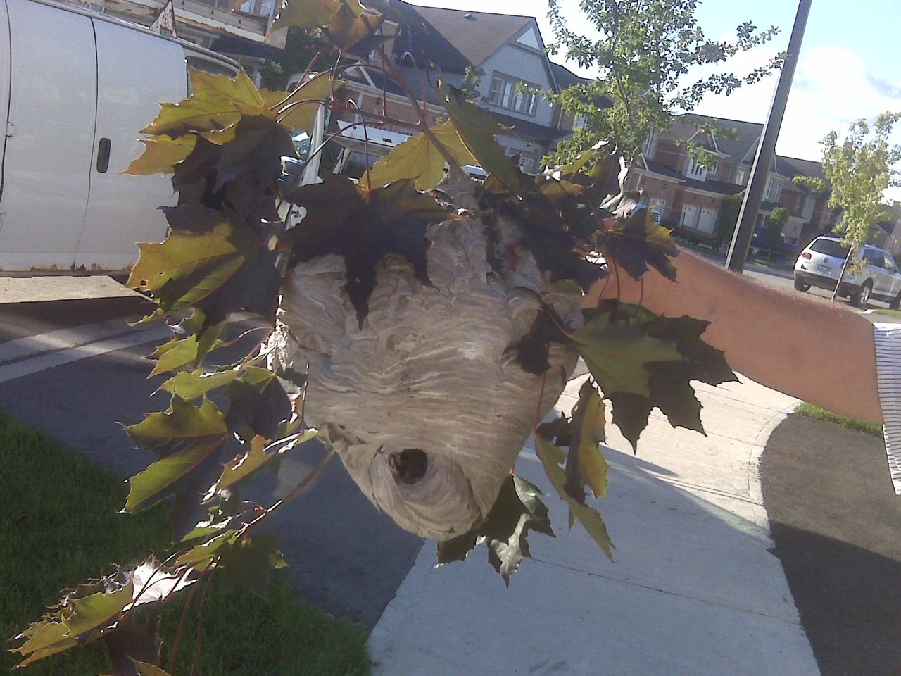 Save Yourself from Stinging Insects GreenLeaf Pest Control