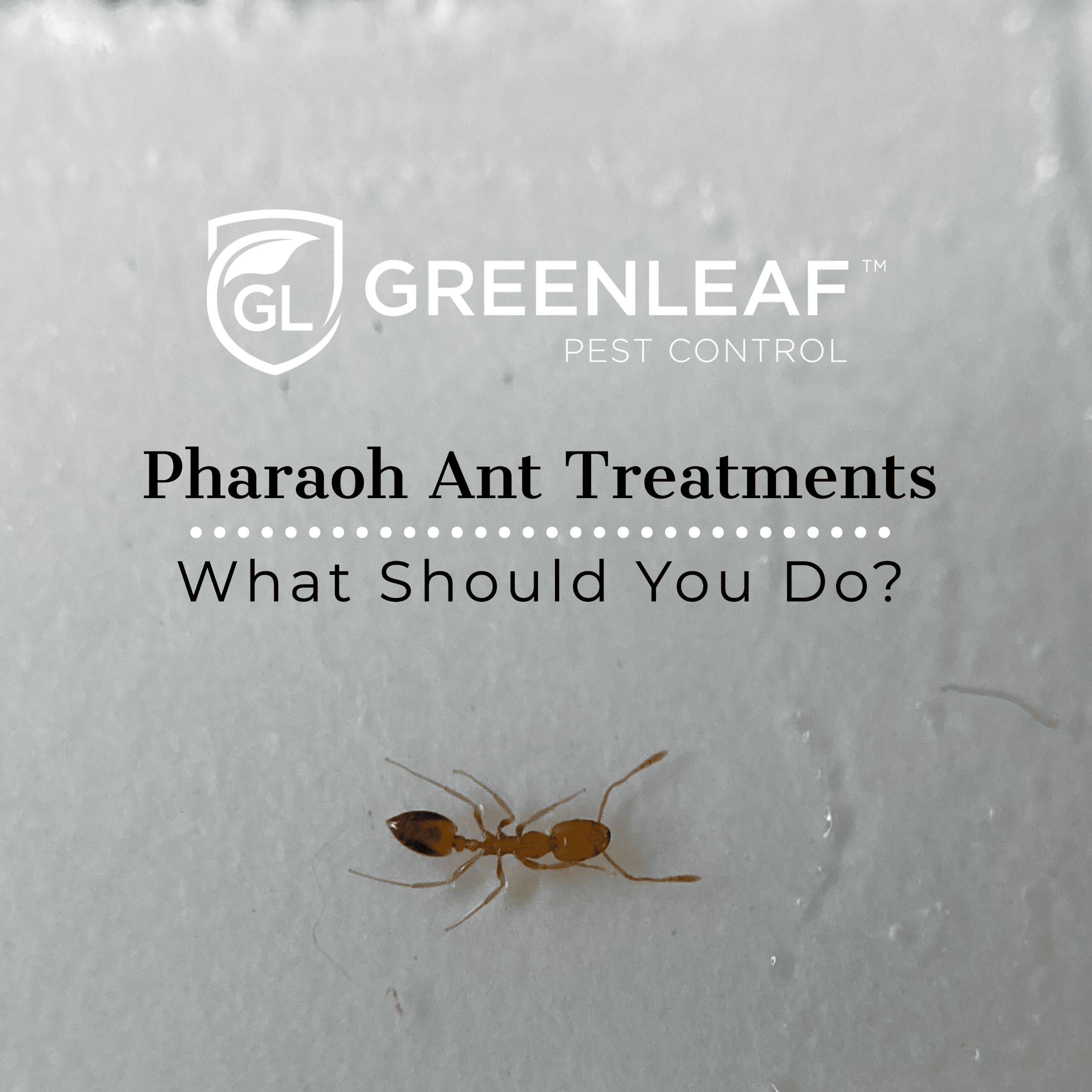 Pharaoh Ant Treatment What Should You Do? GreenLeaf