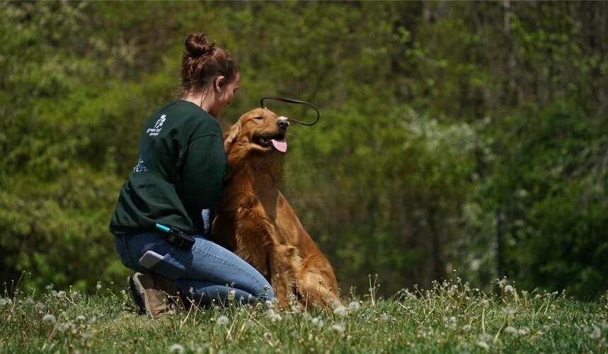 Dog Training at Greenleaf Pet Resort