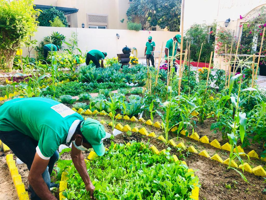 Dubai Garden Maintenance Services Gardening Maintenance UAE