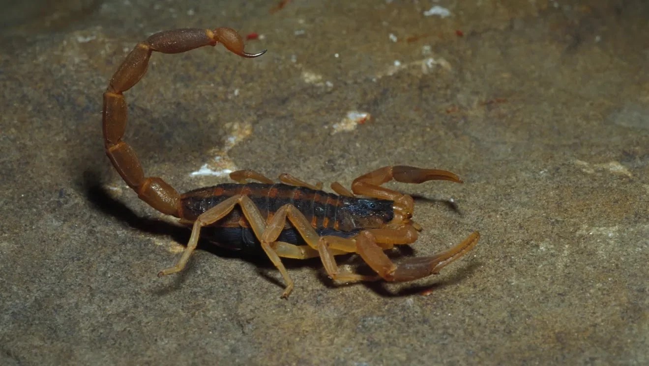 Unveiling the Secret Hideouts Where Do Scorpions Hide in Glendale
