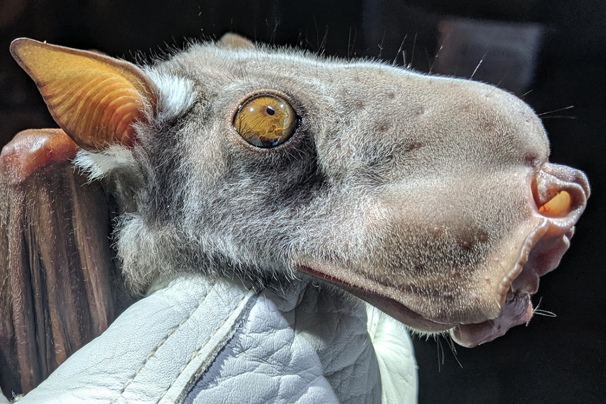 Non è un cane, ma uno dei pipistrelli volanti più carini del mondo ha