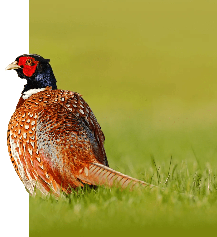 Buy Game Bird Bedding Products on Sale Green Mile Bedding