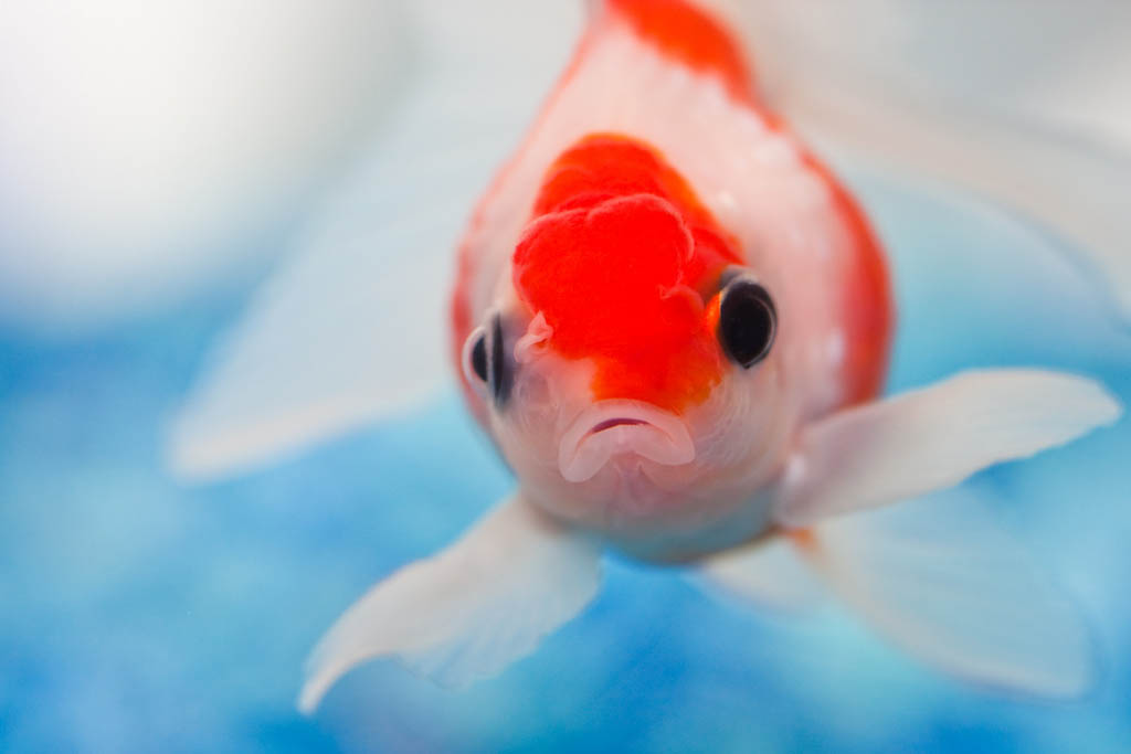 Your Happy Pills are making Fish Sad Greenmoxie™(09)