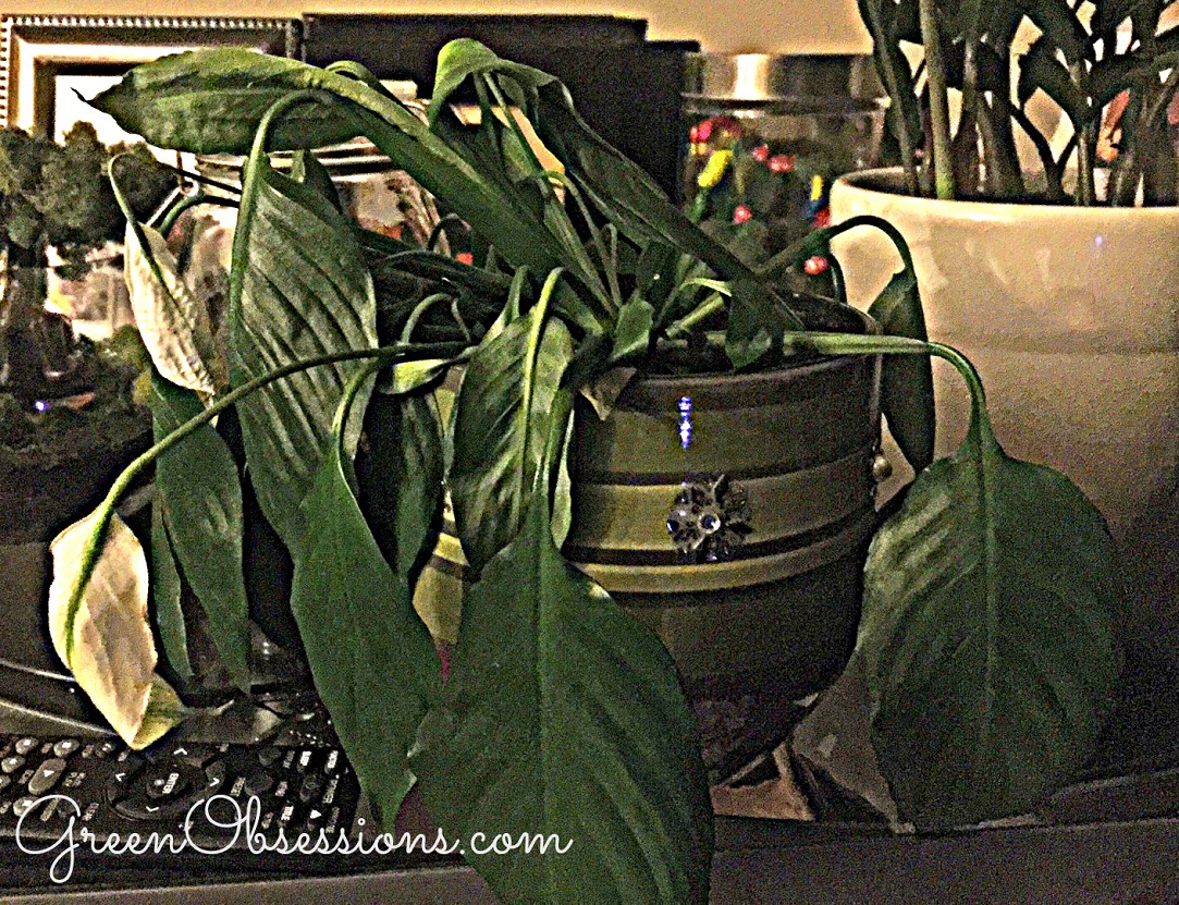 6 Easy Low Light Plants For Beginners Green Obsessions